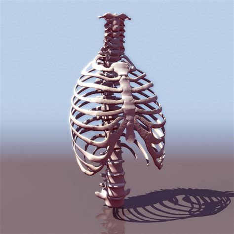 Thorax bone anatomy 3d model 3ds files free download - modeling 19344