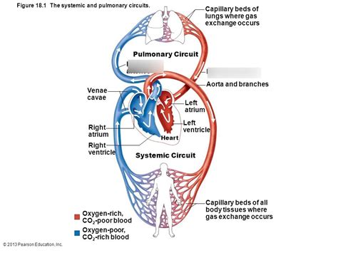Pulmonary Circuits Diagram Quizlet