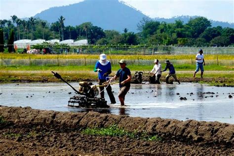 Rice Farming In Philippines Philippines Farm Nature