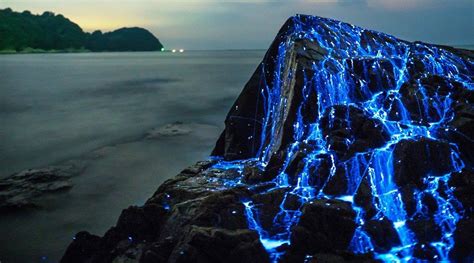 The Blue Rivers Of Bioluminescent Shrimp Charismatic Planet Sea