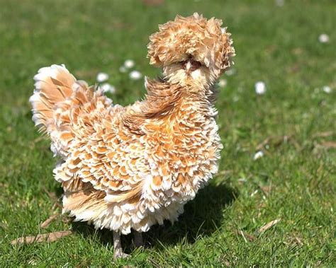 Polish Frizzle Chicken Frizzle Chickens Cute Chickens Chicken Pictures