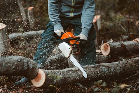 Is It Illegal To Cut Down A Tree In The Woods What To Know