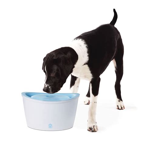 If your dog drinks large amounts of salt water, hypernatremia can lead to vomiting, dehydration, incoordination, seizures, and require veterinary care. Dogit Design Fresh and Clear Dog Drinking Fountain ...