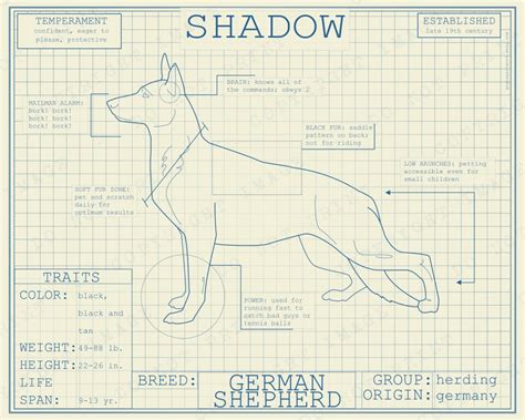 German Shepherd Dog Breed Blueprint