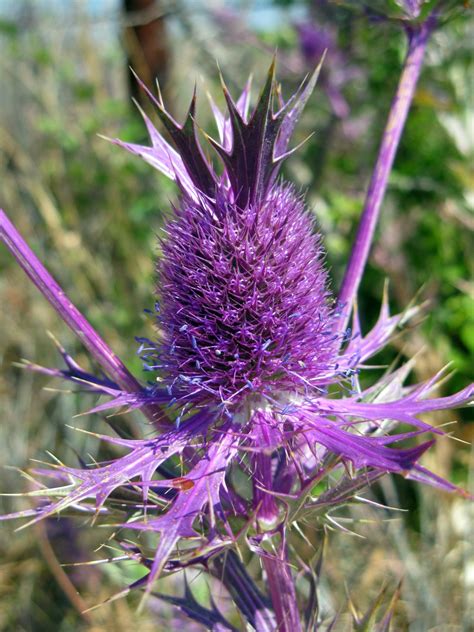 The purple flower's adoption process. Texas wildflower | Texas plants, Wild flowers