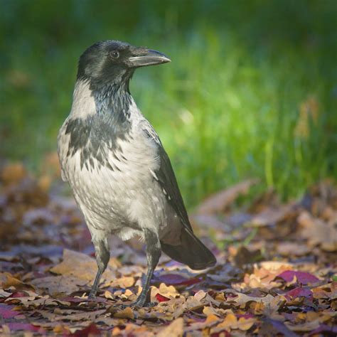 Hooded Crow Hooded Crow Corvus Cornix Standing Among Fal Flickr