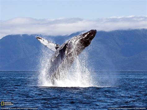 Incredible Collection Of Whale Photos Magnificent Nature At Its Best
