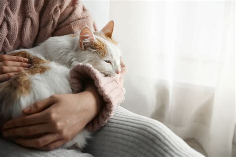 Cat Lipoma Causes And Treatment Options Great Pet Care