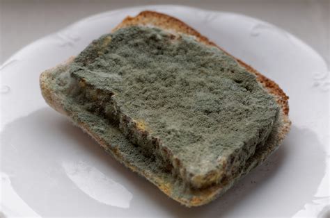 here is why you should not be scared if you eat bread with mould daily active