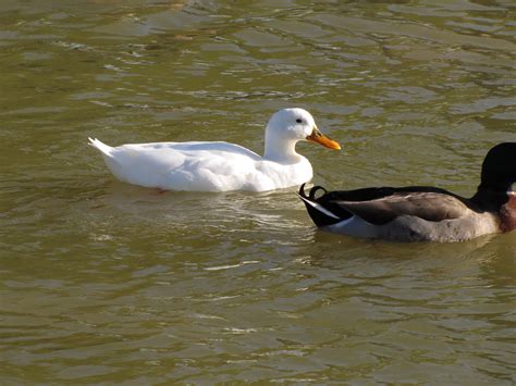 Mallard Ducks Victoria Park Peterborough Trevors Birding