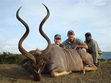 The horns serve as a symbol of beauty. Free-Range Spiral Horn Hunting Safari