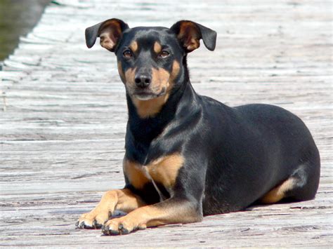 Everything About Your Manchester Terrier Luv My Dogs