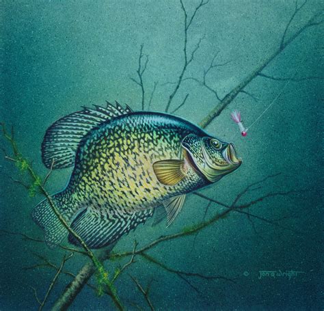 Crappie Paintings