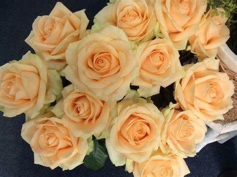 Stunningly Beautiful Peach Avalanche Roses Holds Well And Lasts Well