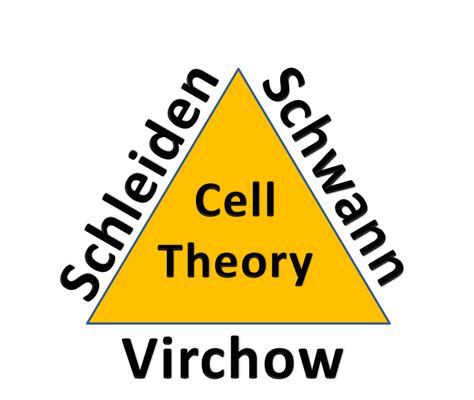Multiple Choice Quiz on Cell Theory | Biology Multiple Choice Quizzes
