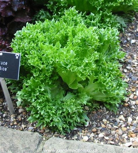 Best of all, once you know what they are, you can look up recipes that center around each type to further expand your palate possibilities. Varieties of Lettuce with pictures - page 4