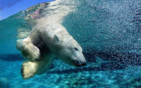 Polar Bear Polar Bears Animals Water Split View Hd Wallpaper