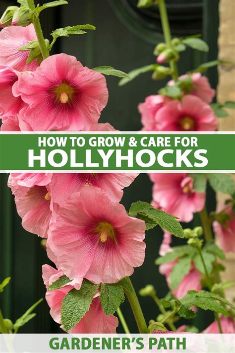 How To Grow And Care For Hollyhocks Make House Cool