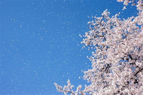 35 Beautiful Photos Of Cherry Blossoms Around The World Cherry