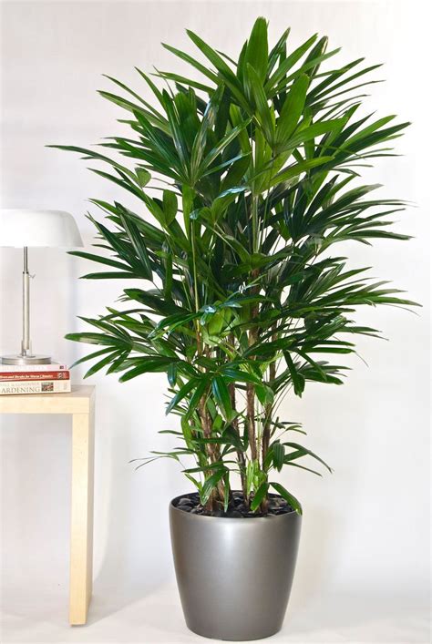 Lady Palm Or Rhapis Palm Tall Indoor Plants Big House Plants