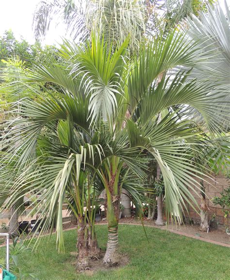 Chinese Fan Palm Livistona Chinensis Artofit