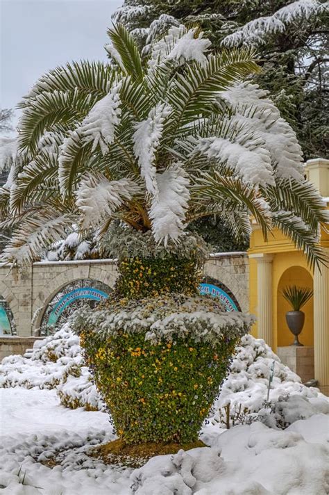 Sochi Russia January 29 2017 Palm Tree At The Entrance To Arboretum