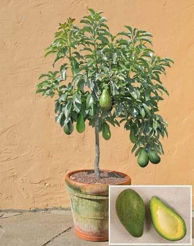 Creative Farmer Live Plant Butter Fruit Avocado Fruit Makhanphal