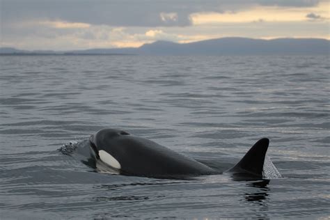 Sea Watch Foundation Icelandic Killer Whales Spotted In The Moray Firth