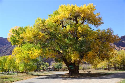 How To Grow Populus — Poplar Cottonwood Aspen Garden Chronicle