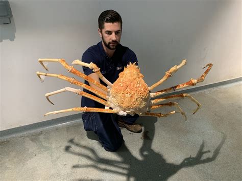 Heres 8 Reasons Why The Japanese Spider Crab Eating Food Is An