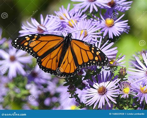 Male Monarch Butterfly On Purple Flowers Stock Photo Image Of Male
