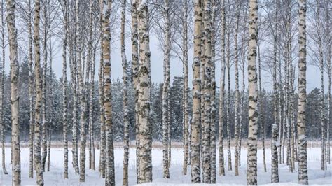 Paper Birch And Douglasfir An Odd Relationship Utah Lawn Care