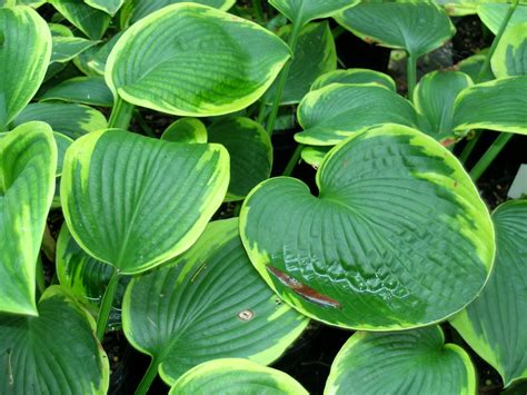 Hosta Frances Williams 002 Copy Hanover Farms