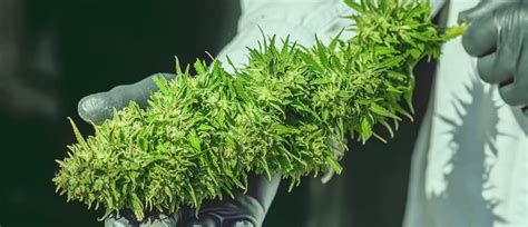 How To Maximise Autoflowering Cannabis Yields — Top 10 Tips