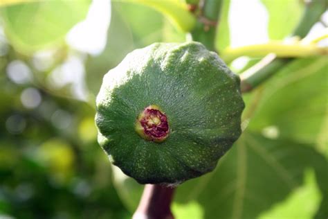 Leaves are the most reliable way to identify a tree, since they're found on or beneath the tree all year round, as opposed to the flowers and fruit that often only appear for a few weeks each year. Tree Identification: Ficus carica - Common Fig