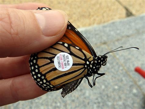 Monarch Butterfly Tagging 2012 Flickr Photo Sharing