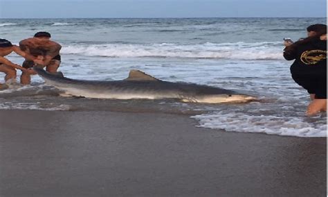 Video Photos Of Giant Tiger Shark Caught On North Topsail Beach Goes