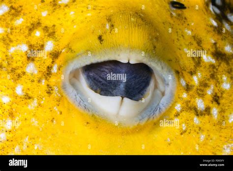 Very Close Up View Of Yellow Puffer Fish Mouth Stock Photo Alamy