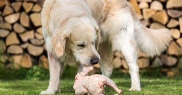 Freezing the meat for at least a week will help. Can Dogs Eat Pork Rib Bones: Cooked or Raw?