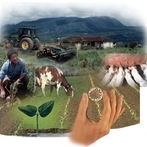 Campo Agropecuario Sistemas Agroforestales Y Su Importancia En La