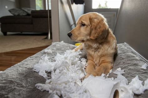 Golden Retriever Puppy Chewing And Tearing Toilet Paper Making A Mess