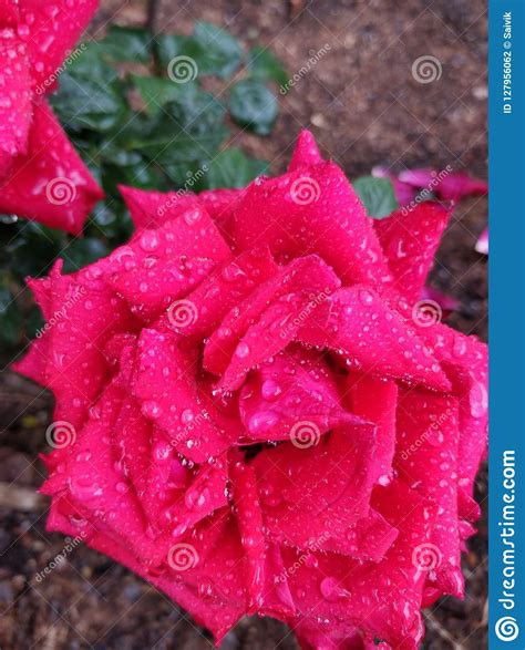 Rosas Vermelhas De Ooty Foto De Stock Imagem De Rosas 127956062