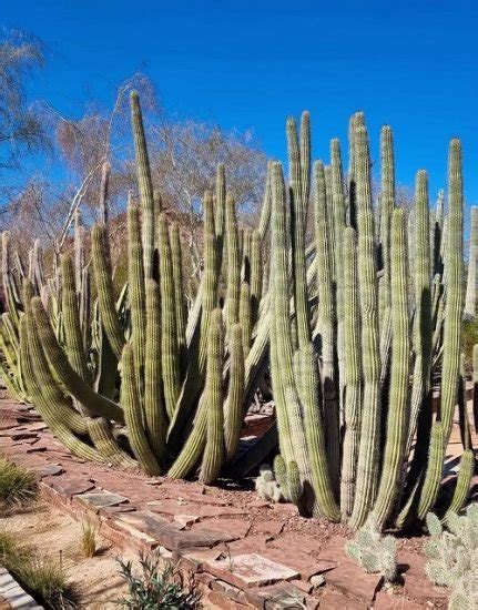 18 Best Types Of Columnar Cactus Varieties Balcony Garden Web