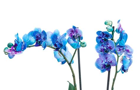 Orchid Flower Meaning Best Flower Site