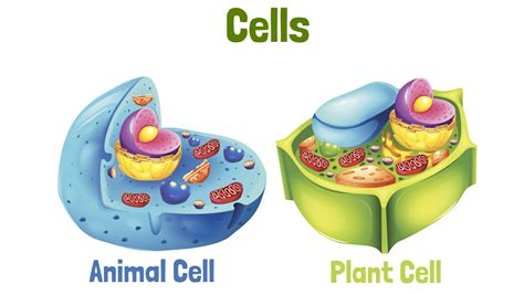 Maybe you would like to learn more about one of these? In this animal and plant cell video, you'll see how both ...