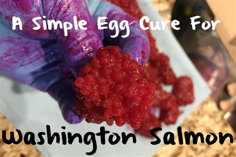 A Super Simple Egg Cure For Washington Salmon Pautzke Bait Co