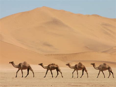 ¿de Dónde Vienen Los Camellos ¿por Qué Viven En El Desierto ¿cuál Es