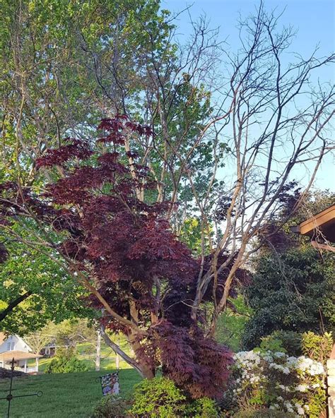 Why Is My Japanese Maple Dying World Of Garden Plants