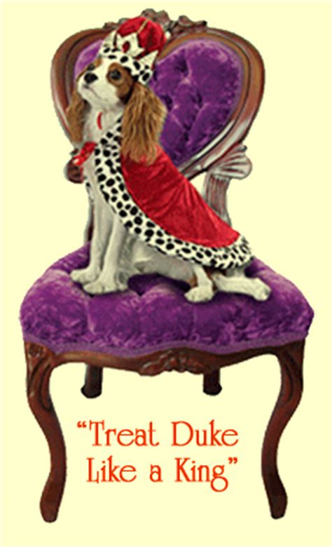 Welcome to the royal pets grooming salon, girl! King's Royal Pet Grooming Wilmington/Tewksbury MA