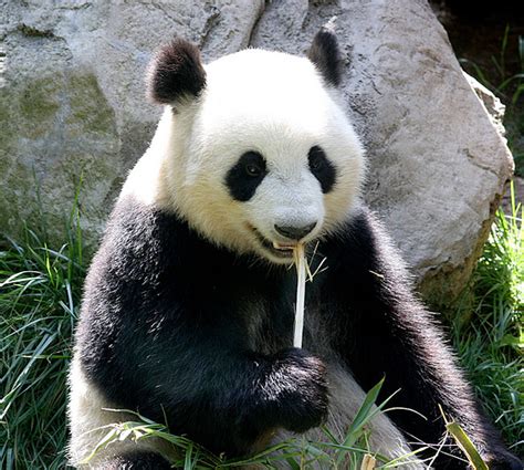 Exploring Panda Bear Cuteness Animal Fact Guide